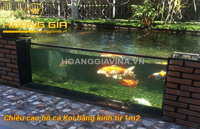 Chiều cao hồ cá Koi bằng kính nên đạt từ 1m2